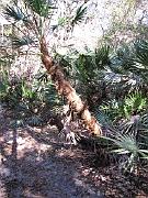 St. Augustine - Jan 2012 123
